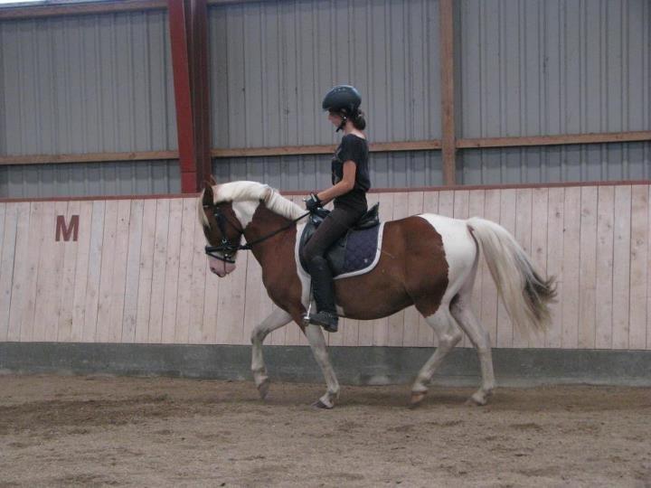 Pinto Pinto Royal Rocky <3! billede 1