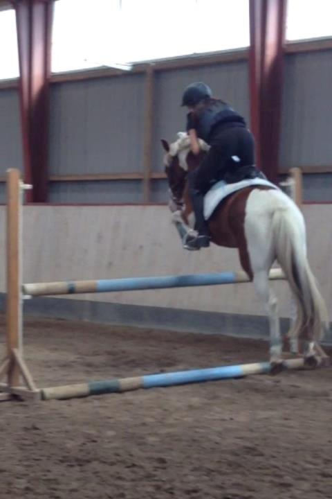 Pinto Pinto Royal Rocky <3! billede 3