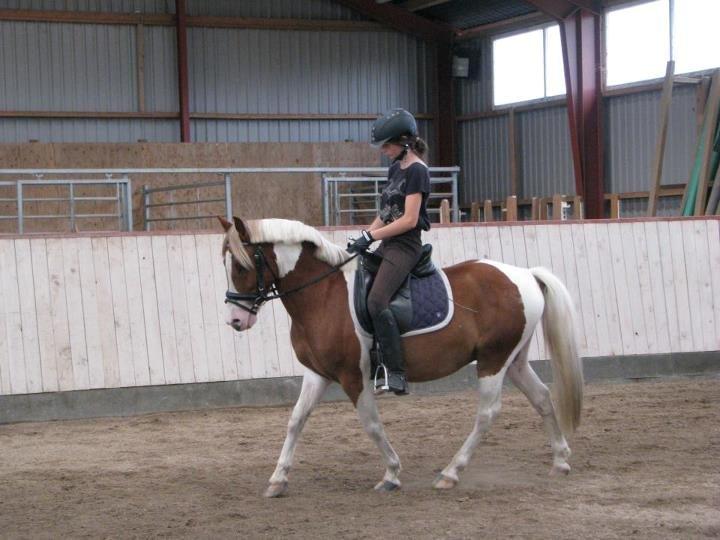 Pinto Pinto Royal Rocky <3! billede 7