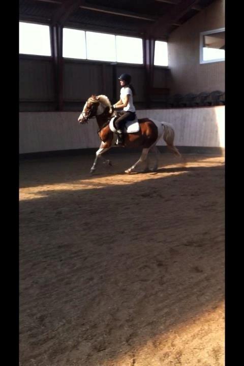 Pinto Pinto Royal Rocky <3! billede 8