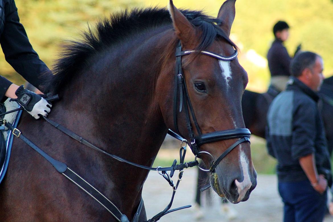 Oldenborg • Malibu af Toftelundgaard • - Når jeg kigger på dig, -bliver jeg så stolt over, at du er min hest!♥ billede 4
