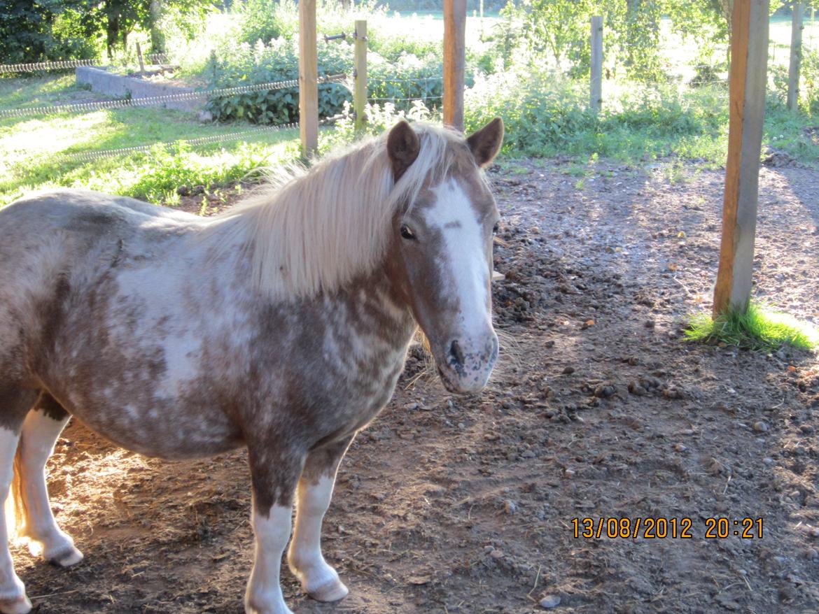 Anden særlig race Little Miss Layla billede 13