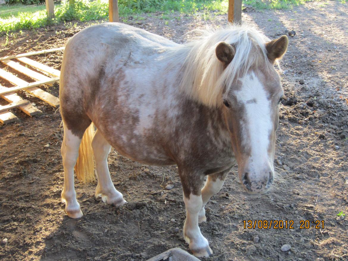 Anden særlig race Little Miss Layla billede 14