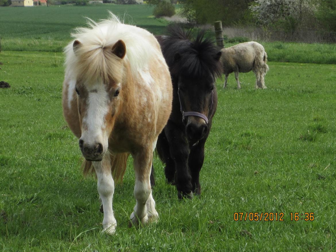 Anden særlig race Little Miss Layla billede 17