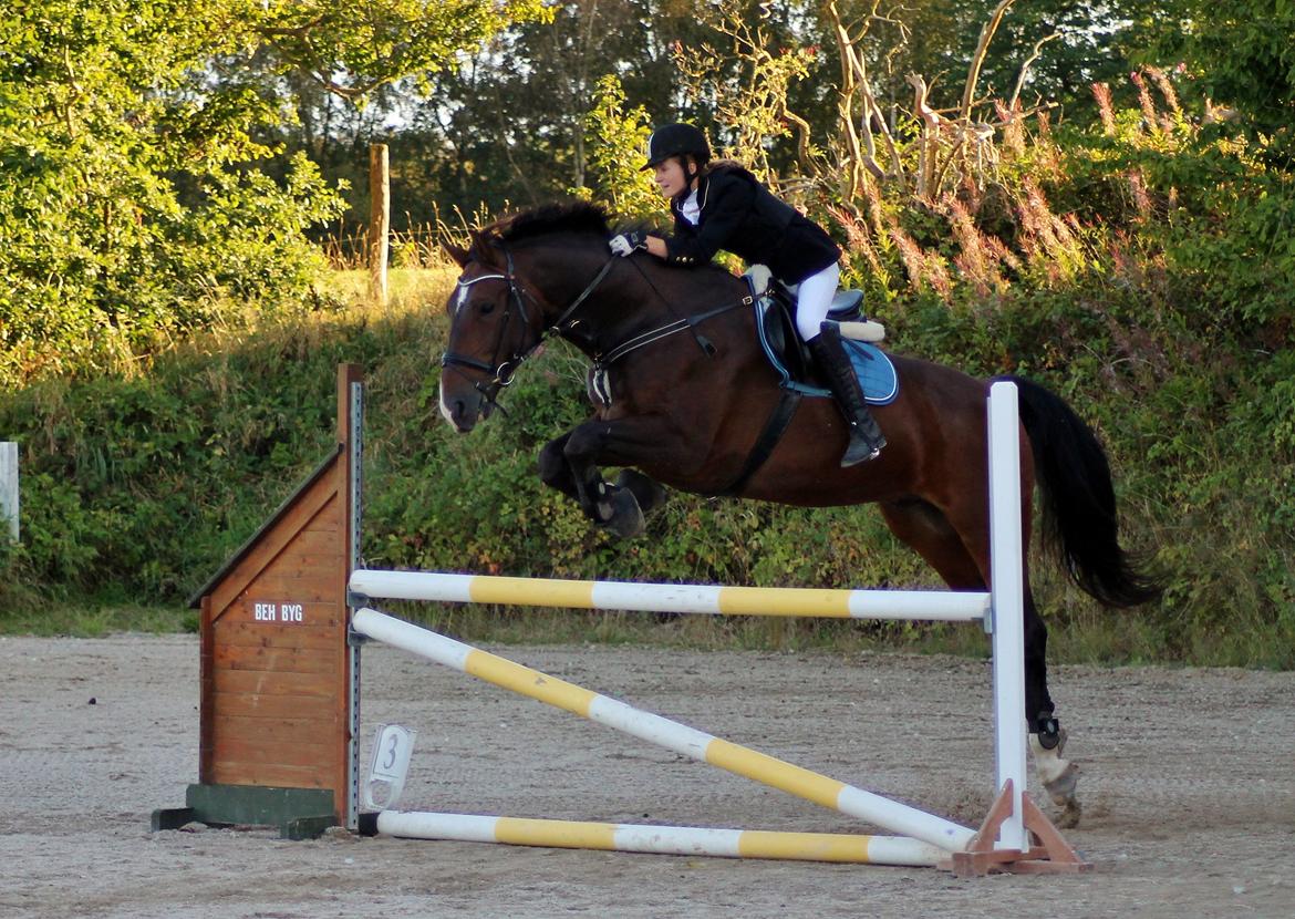 Oldenborg • Malibu af Toftelundgaard • - Gribskov 12.09.12 LD(90cm) fejlfri billede 11
