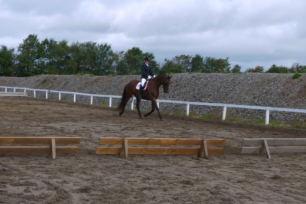 Dansk Varmblod Møllegårdens De Niz - Elmelundrideklub septemper 2012.
Stævnedebut - han var super sød! billede 7
