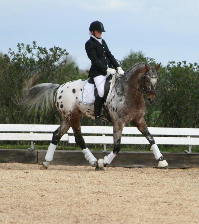 Knabstrupper Sartors Simply the Best billede 12