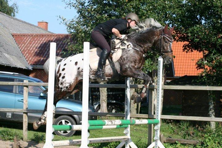 Knabstrupper Sartors Simply the Best billede 17