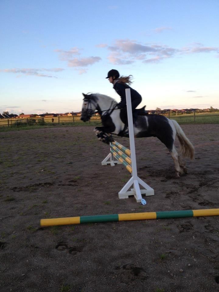 Pinto Zafir - Da jeg fik af vide at du var solgt for første gang til en ride skole var jeg knust, jeg var bange for hvad der kunne ske med dig. Så kom du tilbage lidt efter og jeg var MEGA lykkelig, jeg red dig i 1 halvt år og jeg kunne slet ikke få dig ud af mine tank billede 9