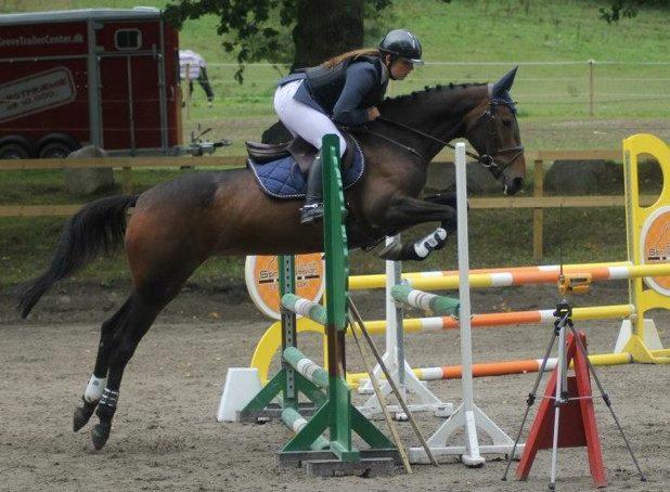 Irsk Sportspony Beigh Castle billede 2