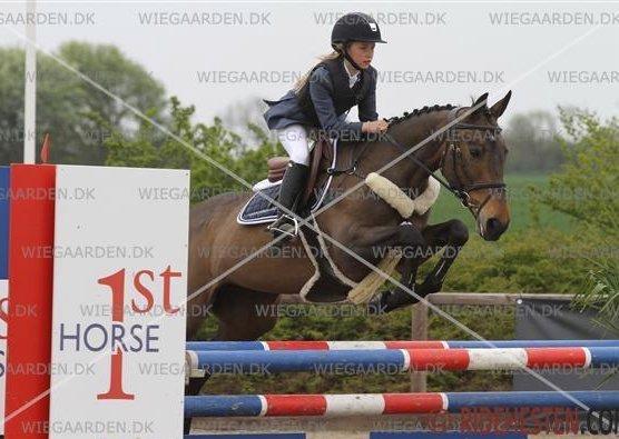 Irsk Sportspony Beigh Castle billede 3