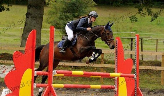 Irsk Sportspony Beigh Castle billede 4