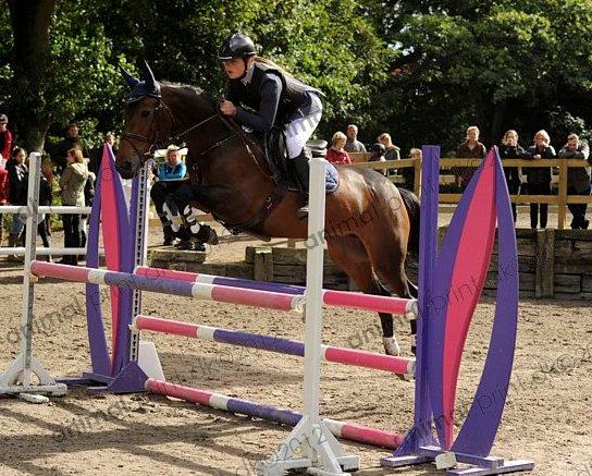 Irsk Sportspony Beigh Castle billede 5