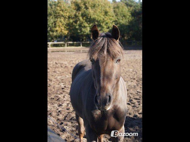 Anden særlig race Ibrahim - verdens flotteste pony!!:-* billede 31
