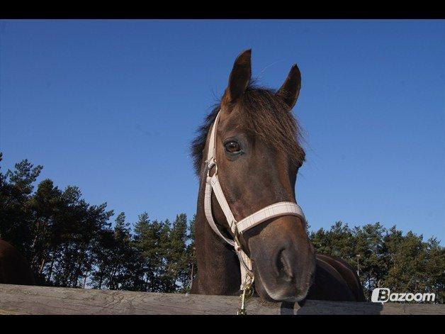 Anden særlig race Ibrahim - Ibrahim på fold!<3 billede 34