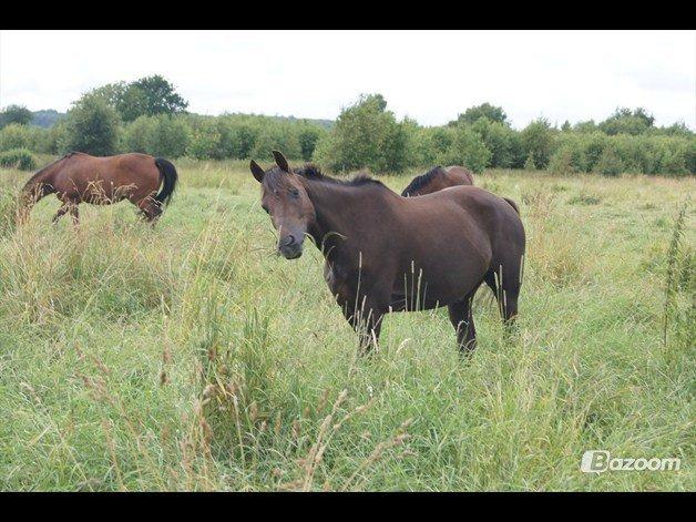 Anden særlig race Ibrahim - Søøde Ibrahim - sommergræs 2011!<3 billede 35