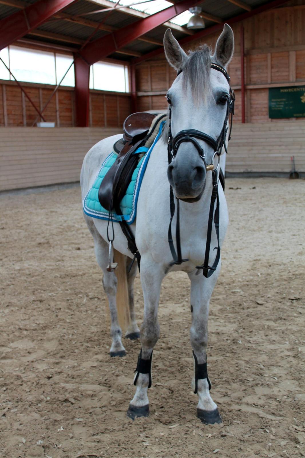 Tysk Sportspony Monique - Inden ridning d. 15-09-12 billede 11