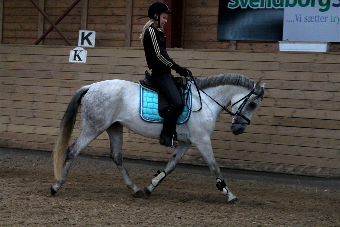 Tysk Sportspony Monique - Trav d. 15-09-12
- Store fremskridt siden sidste billeder! billede 12