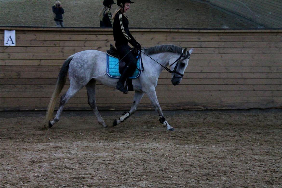 Tysk Sportspony Monique - Stjernen d. 15-09-12 billede 13