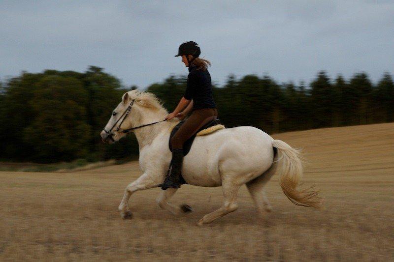 Islænder Ásbjörn fra Højmarken billede 33