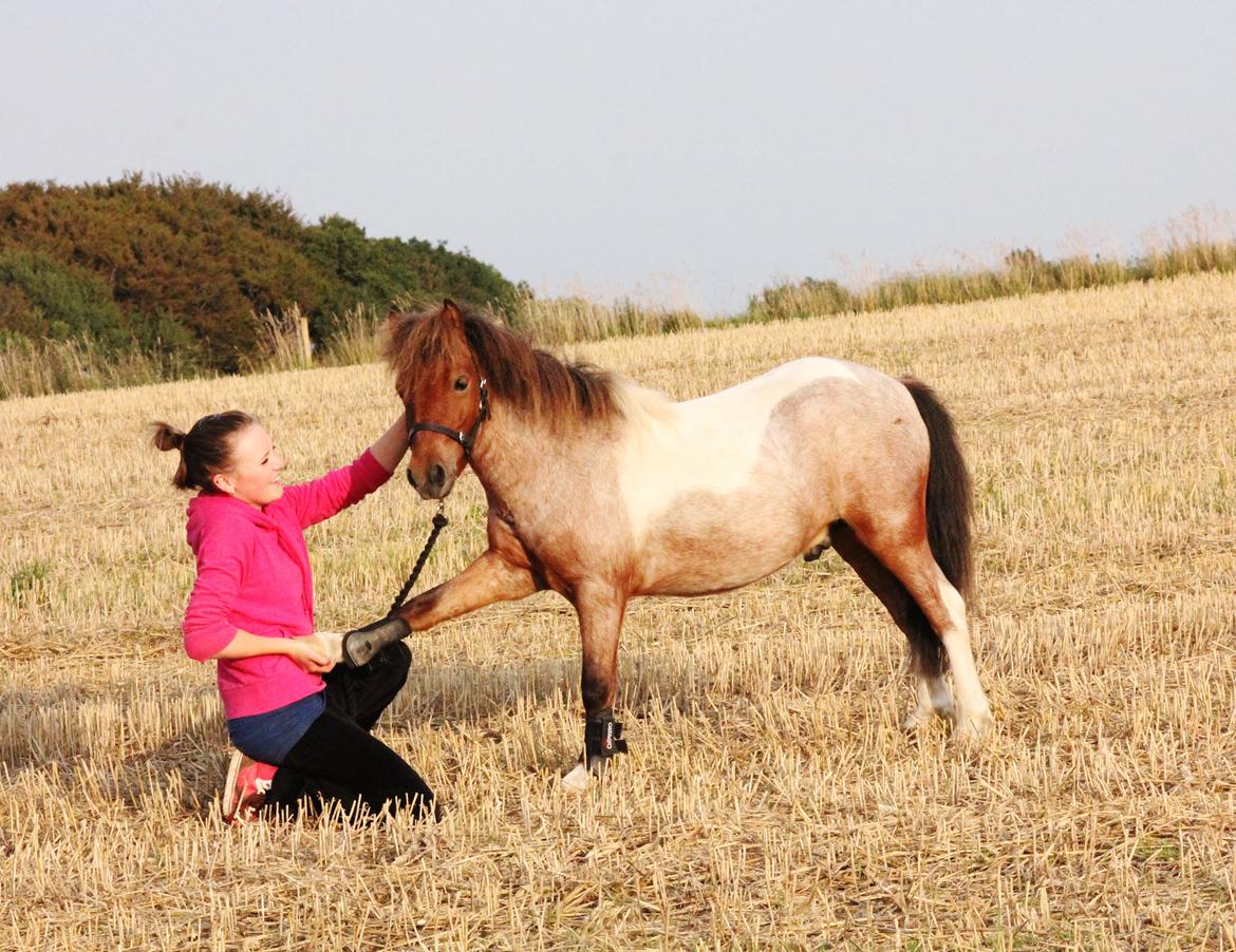 Shetlænder Archie - Velkommen til Archie's profil

September 2012
Foto: Kathrine billede 1