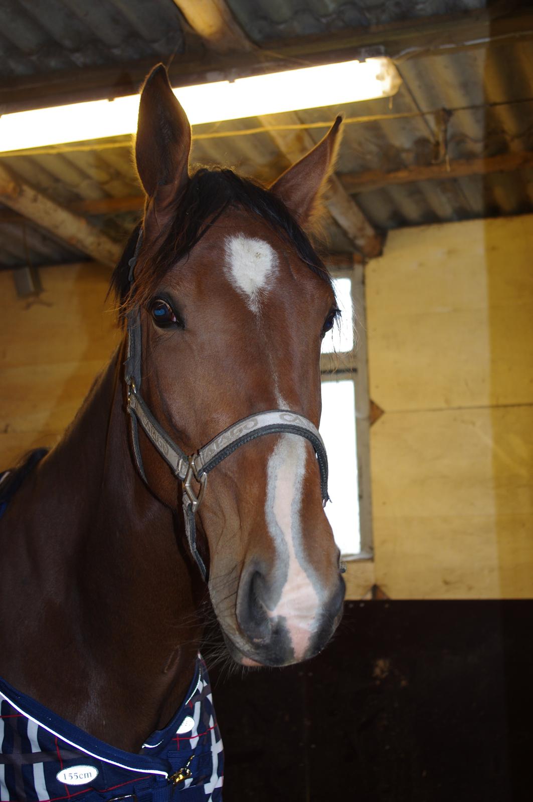 Oldenborg Rosenhavens Flora billede 4