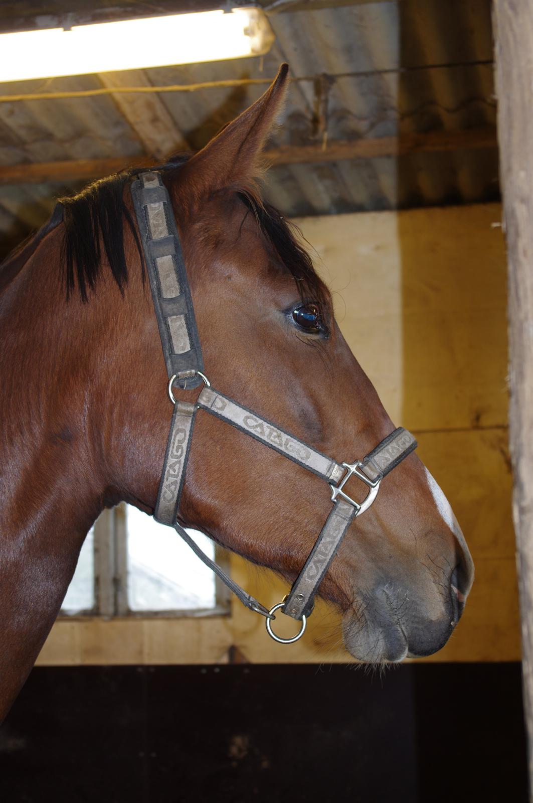 Oldenborg Rosenhavens Flora billede 5