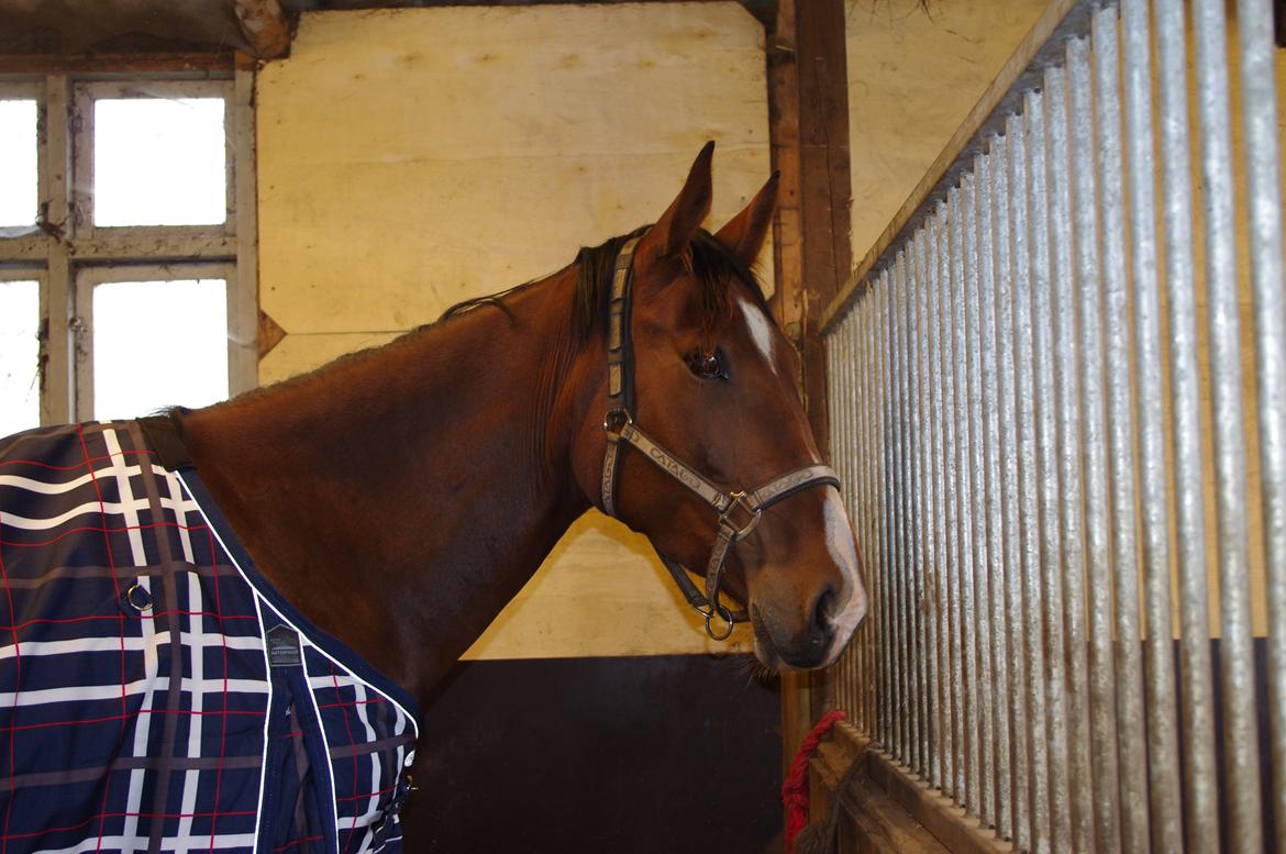 Oldenborg Rosenhavens Flora billede 6