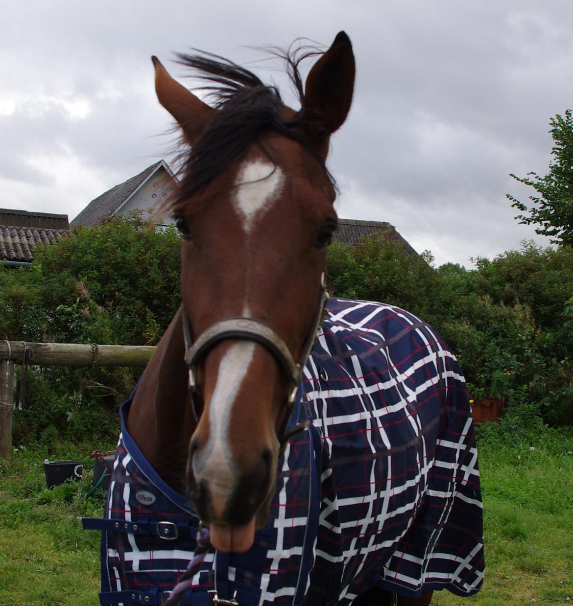 Oldenborg Rosenhavens Flora billede 10