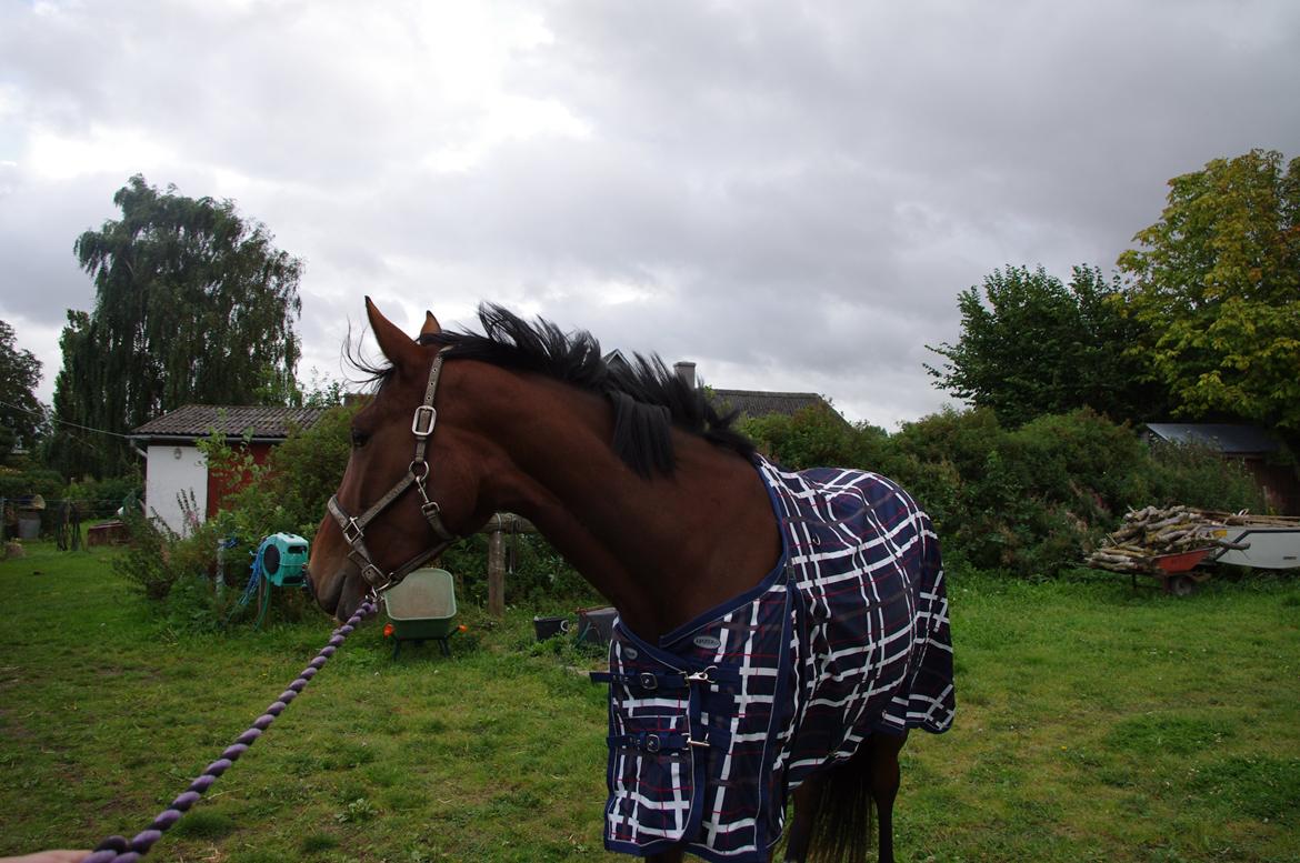 Oldenborg Rosenhavens Flora billede 11