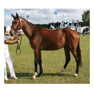 Oldenborg Rosenhavens Flora billede 14