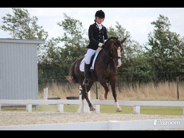 Welsh Pony af Cob-type (sec C) Rhoswen Gideon B-pony - SJM 2012 (billedet er taget af Maria Mortensen) billede 19