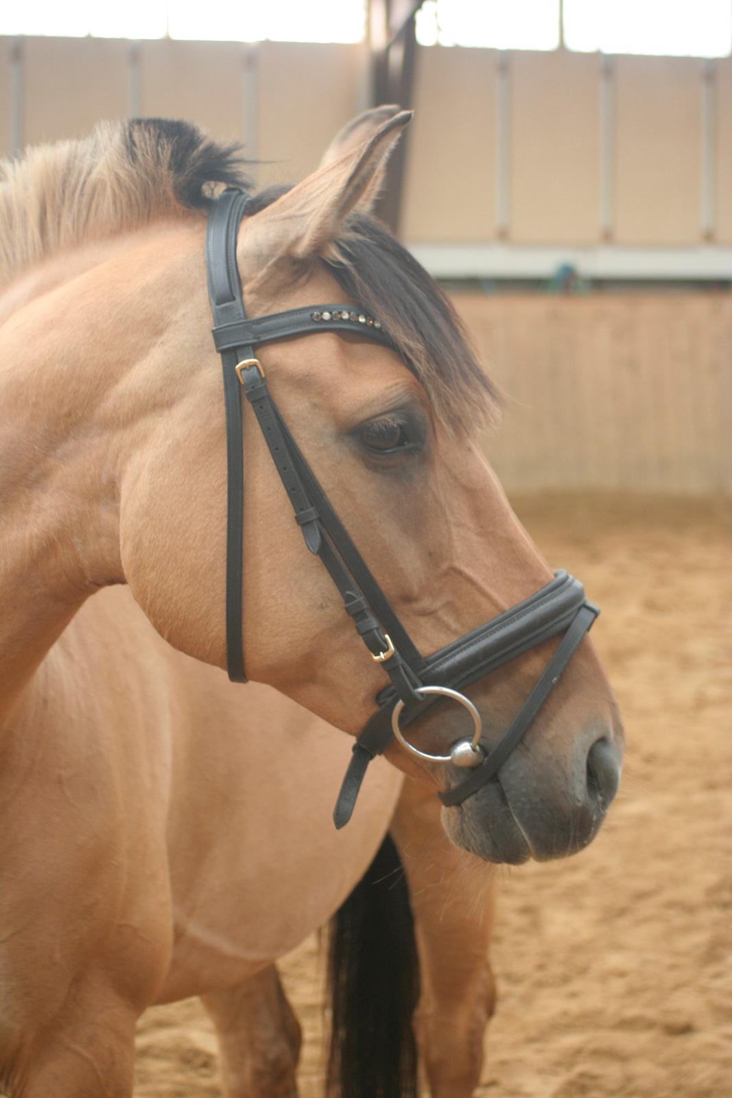 Anden særlig race Luna  -  Ridelejr 2012 billede 5