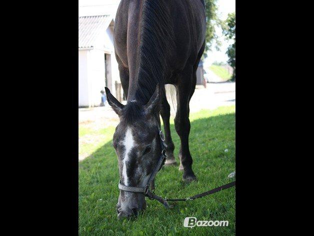Anden særlig race Cortes |Min bedre halvdel| <3 - Summertime <3 billede 5
