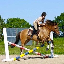 Anden særlig race Flicka <3 billede 4