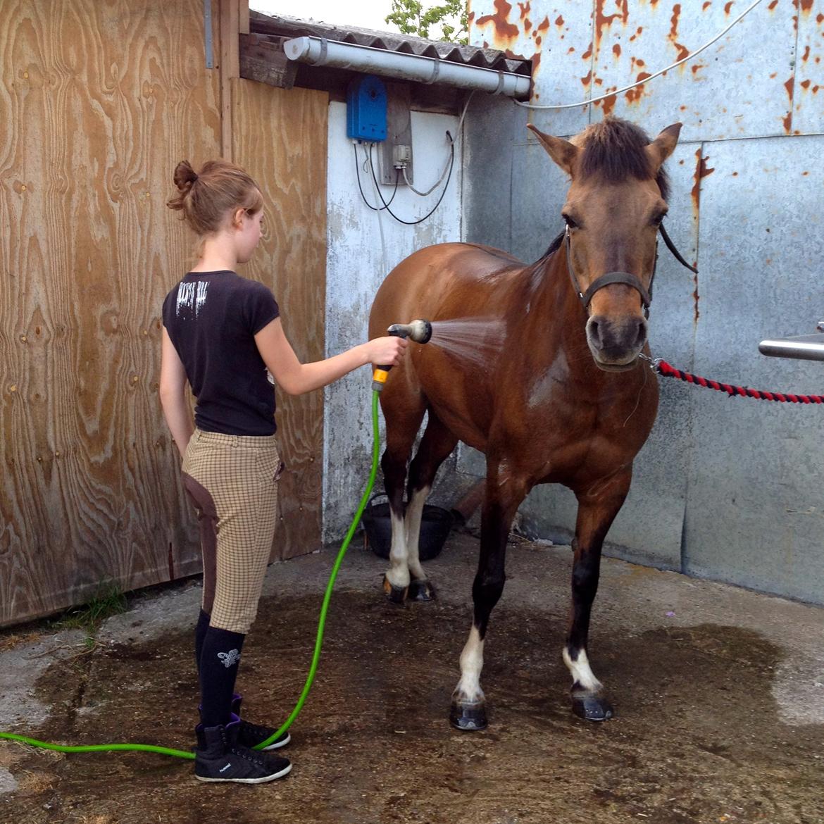 Anden særlig race Flicka <3 billede 14