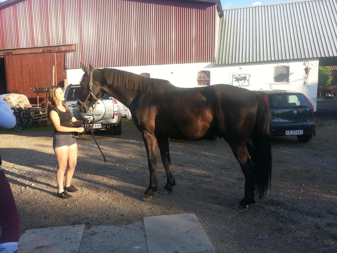 Anden særlig race Ravnholts Blaze - Cille og Blaze billede 17