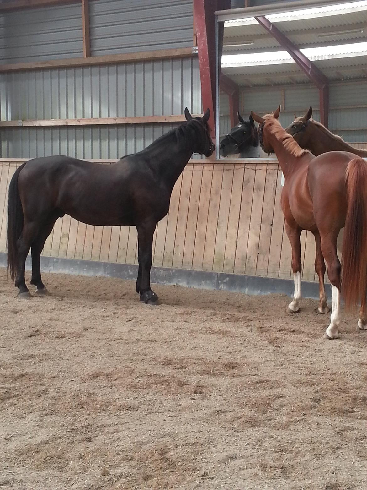 Anden særlig race Ravnholts Blaze - Blaze og Røde synes spejlet er et hit billede 18