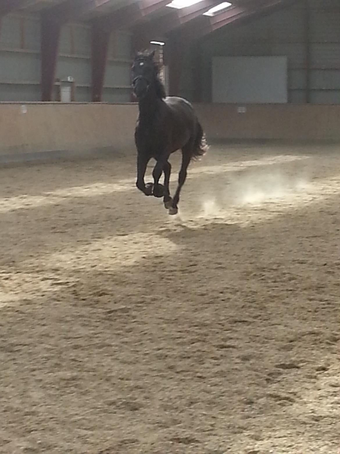 Anden særlig race Ravnholts Blaze - Skønt at være løs i ridehuset billede 19