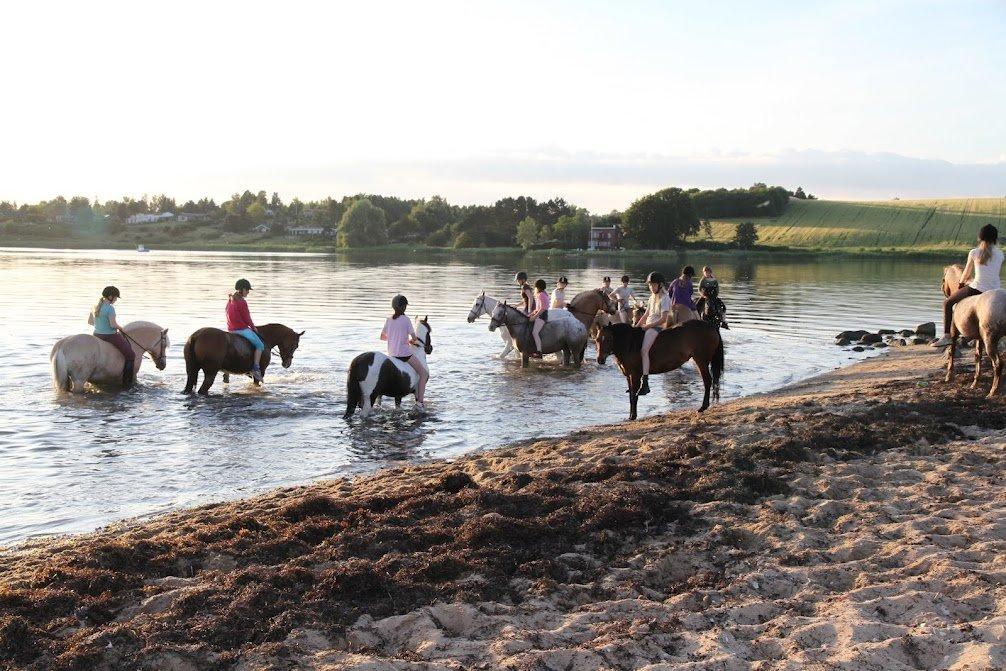 Anden særlig race Helleruphus Celeste (gamle part) billede 14