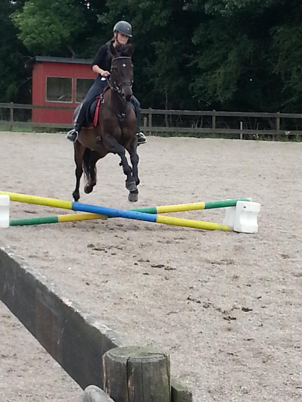 Trakehner Malaysia billede 12