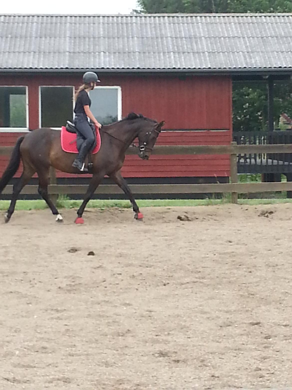 Trakehner Malaysia billede 13