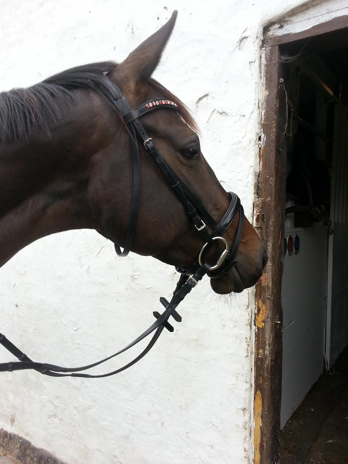 Trakehner Malaysia billede 14