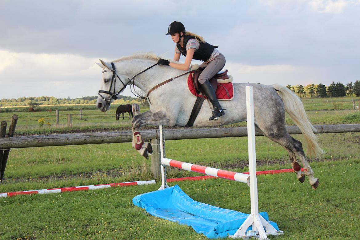 Dansk Varmblod Wanessa køpke l - solgt billede 16