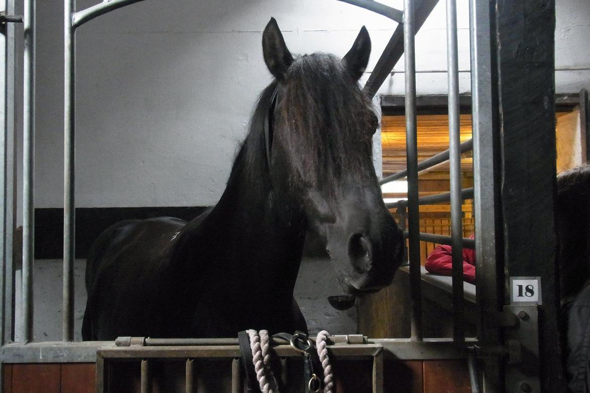 Anden særlig race Zorro - Velkommen til Zorros profil! 
~Zorro i sin gamle boks :)  billede 6