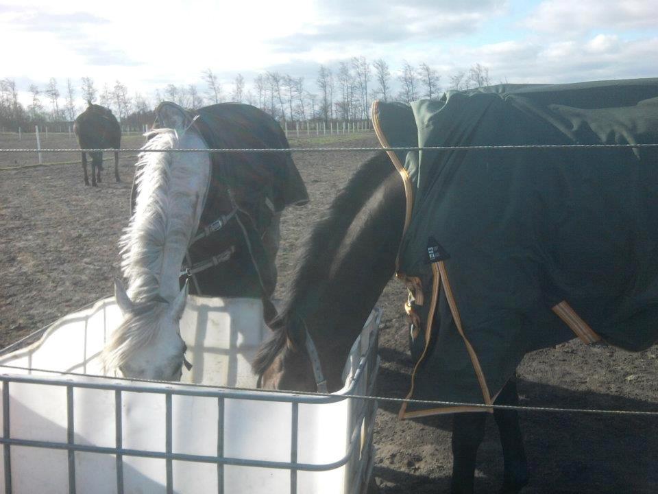 Dansk Varmblod Åkærmindes Caminö billede 1