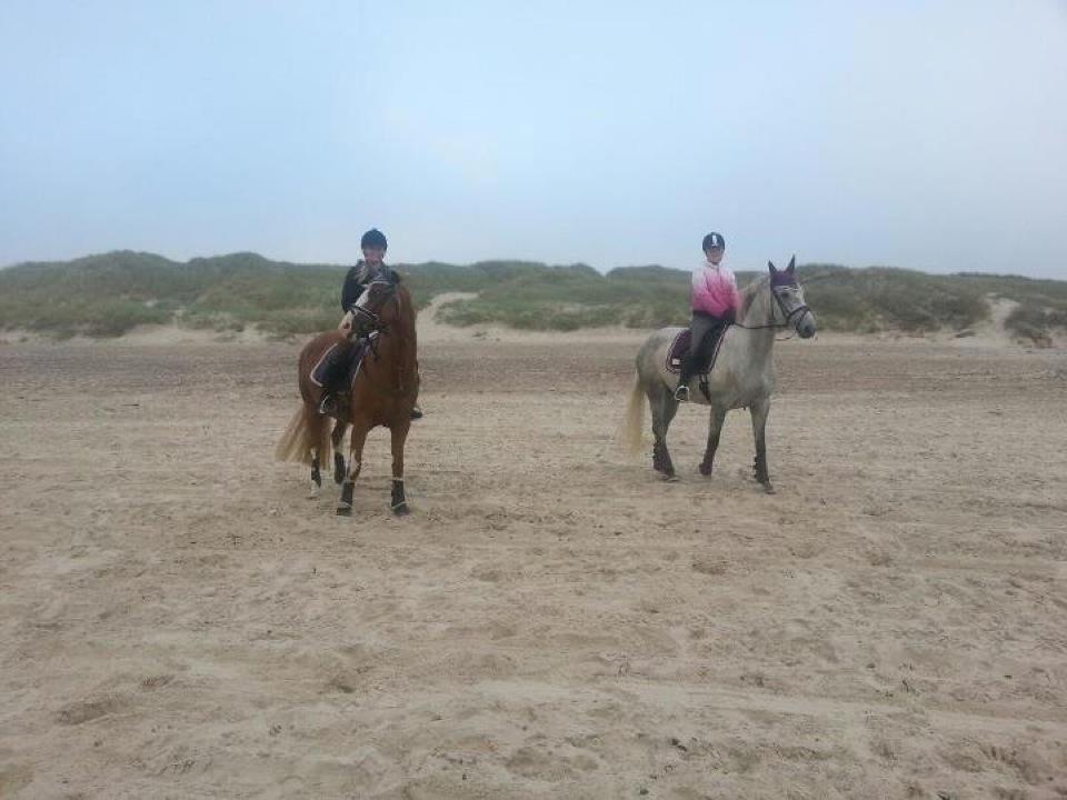 Dansk Varmblod Åkærmindes Caminö billede 2