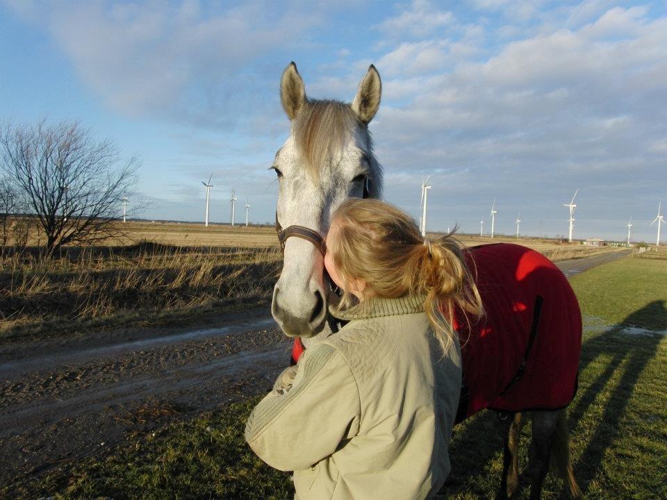 Dansk Varmblod Åkærmindes Caminö billede 3