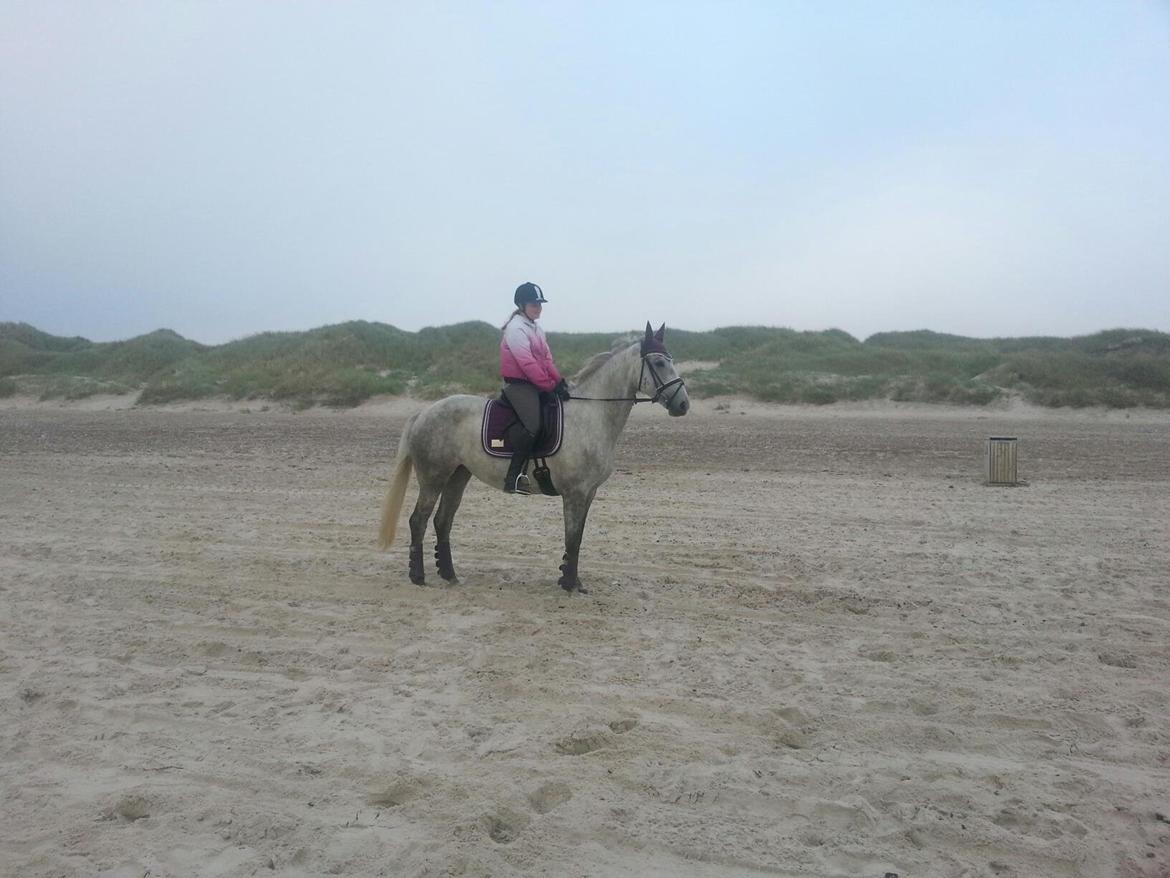 Dansk Varmblod Åkærmindes Caminö billede 4