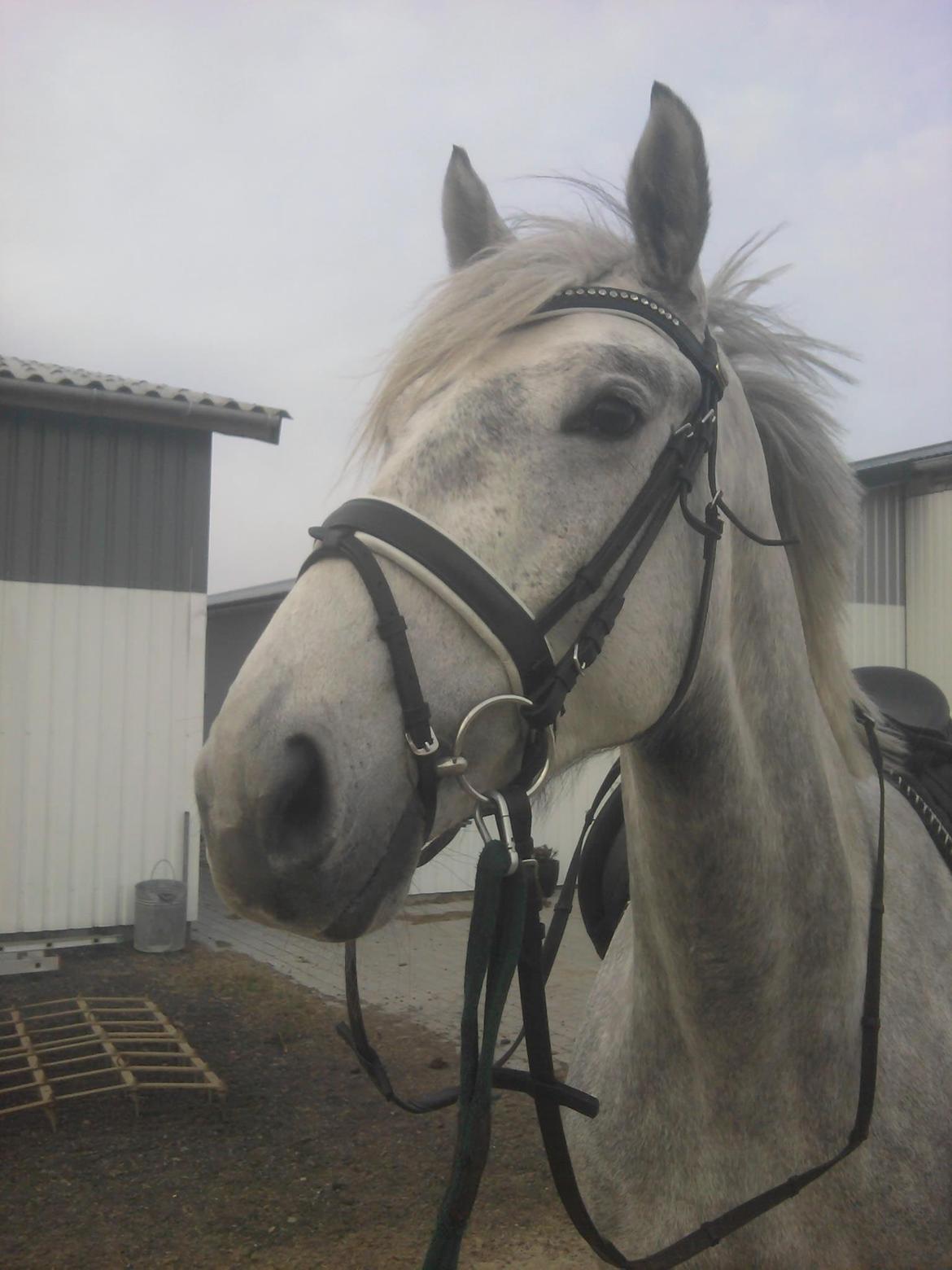 Dansk Varmblod Åkærmindes Caminö billede 5